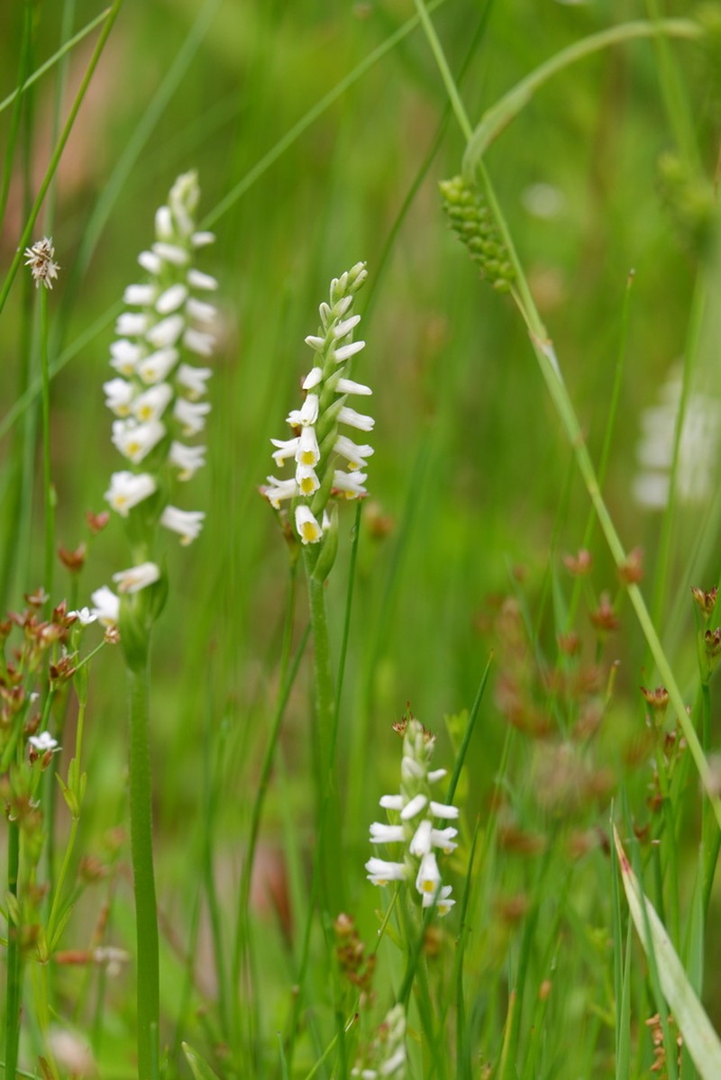 Shining Lady's Tresses photo 6