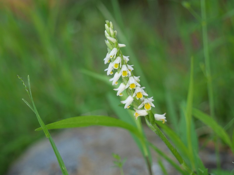 Shining Lady's Tresses photo 7