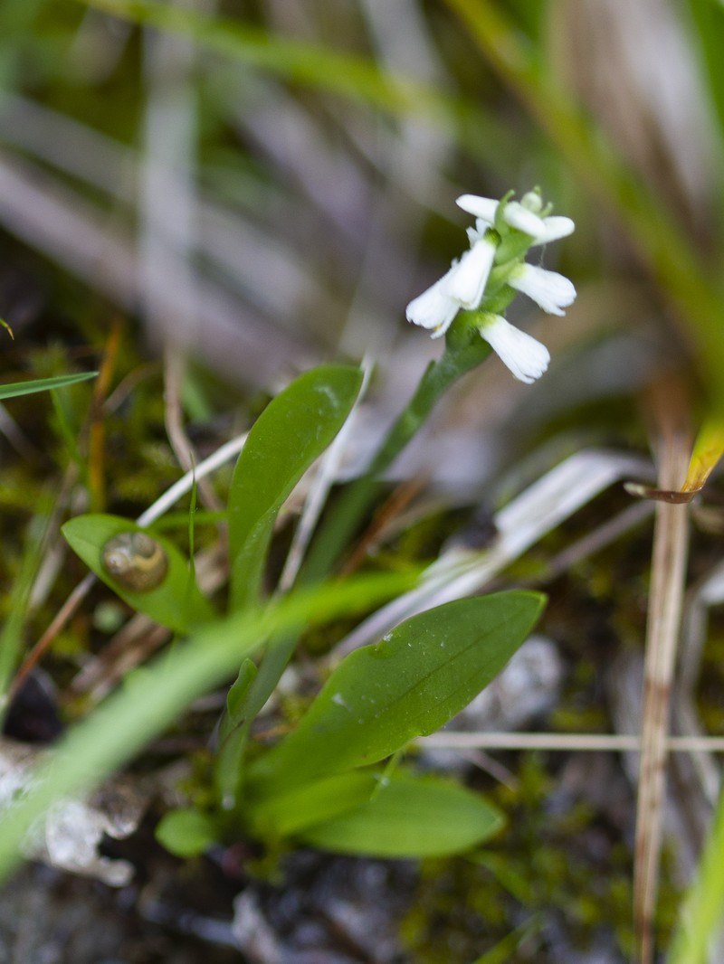 Shining Lady's Tresses photo 2