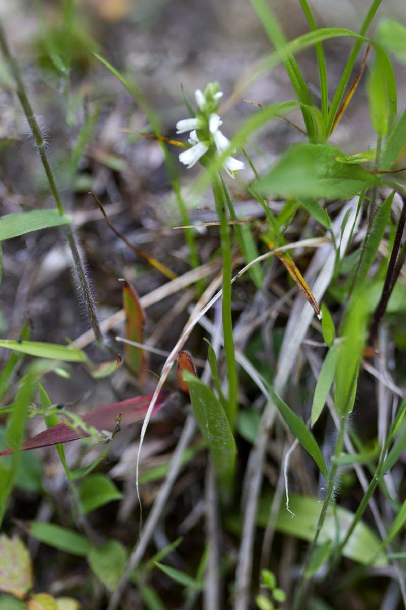 Shining Lady's Tresses photo 3