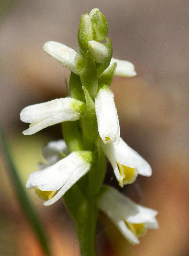 Shining Lady's Tresses