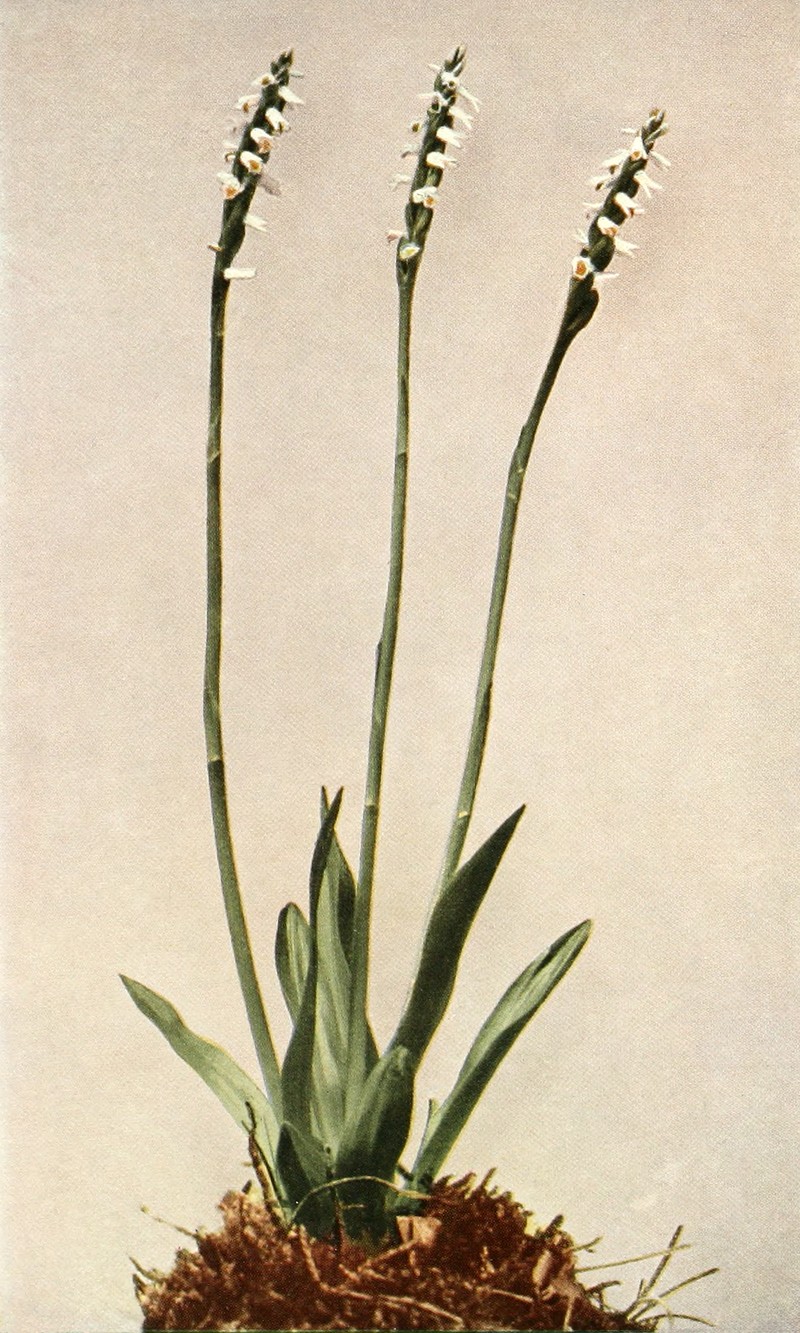 Shining Lady's Tresses photo 3