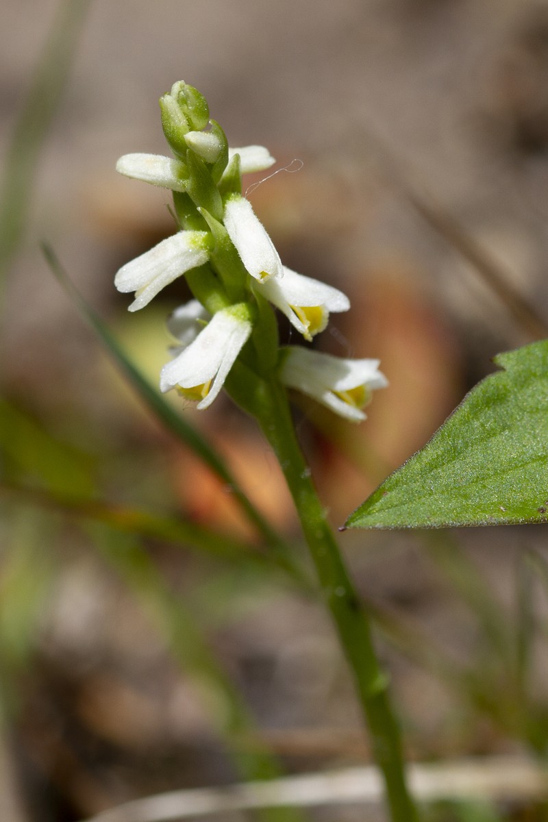 Shining Lady's Tresses photo 4