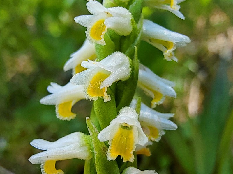 Shining Lady's Tresses photo 5
