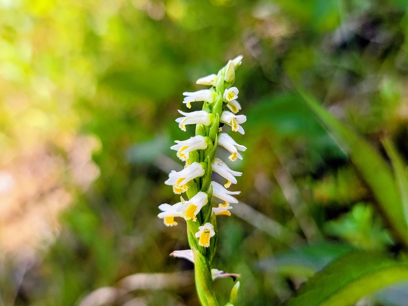 Shining Lady's Tresses photo 6