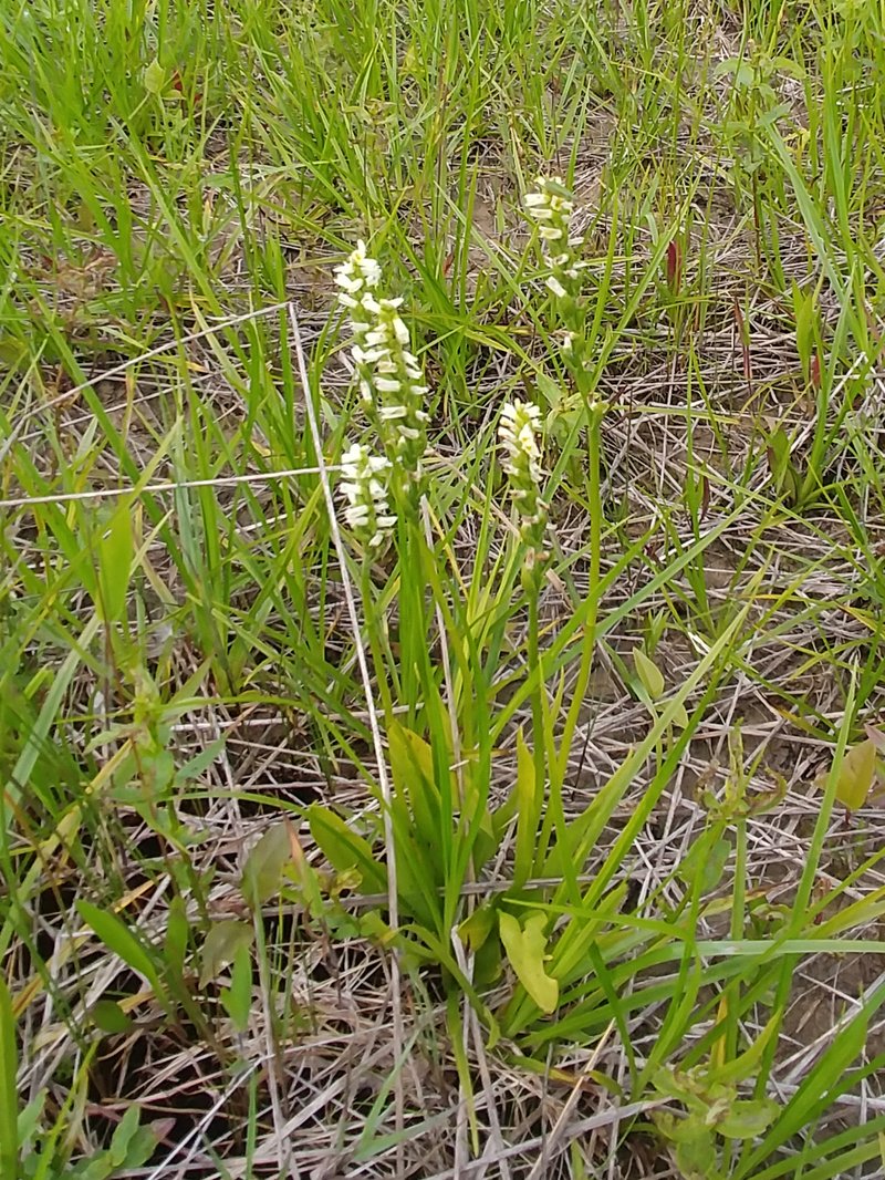 Shining Lady's Tresses photo 7