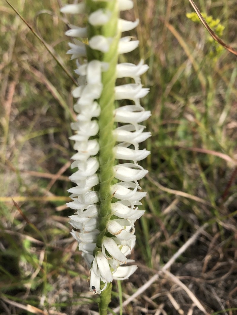 Great Plains Lady's Tresses photo 2