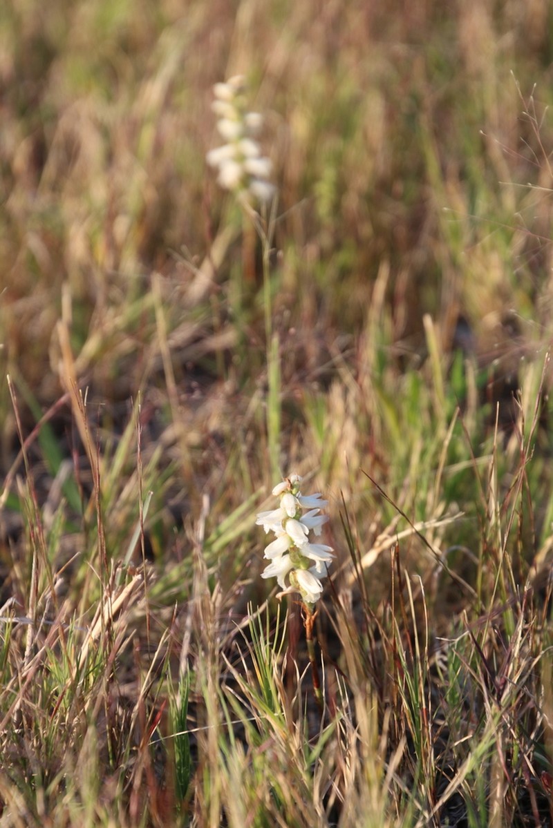Great Plains Lady's Tresses photo 3