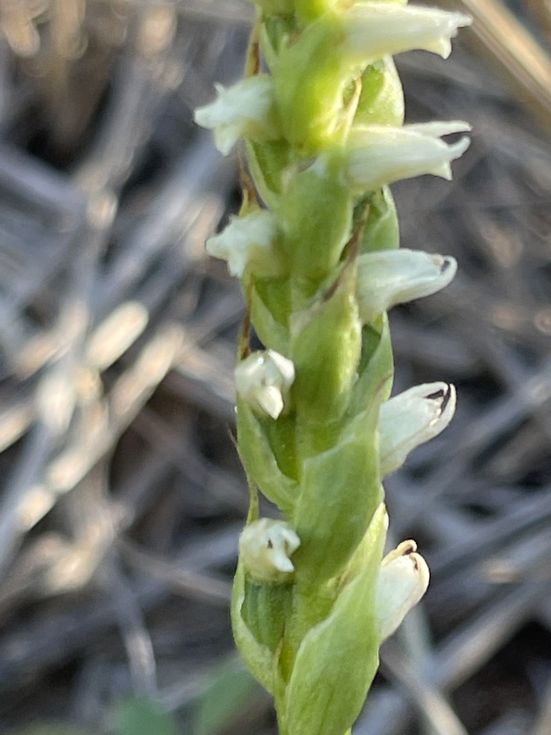 Great Plains Lady's Tresses photo 4