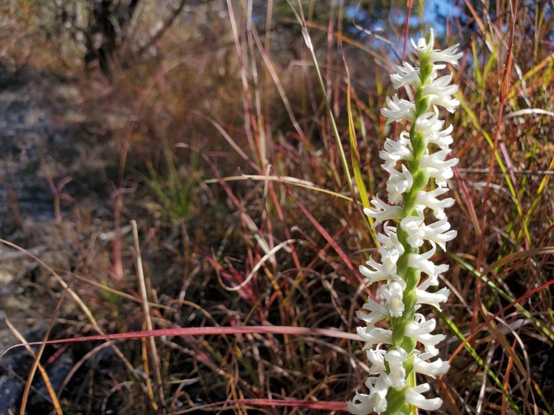 Great Plains Lady's Tresses photo 5