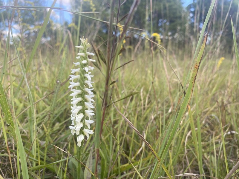 Great Plains Lady's Tresses photo 6