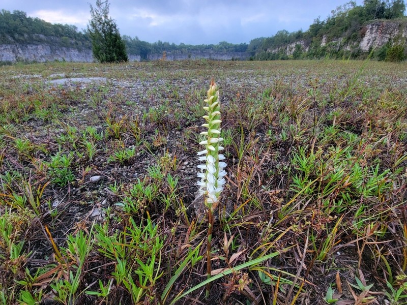 Great Plains Lady's Tresses photo 7