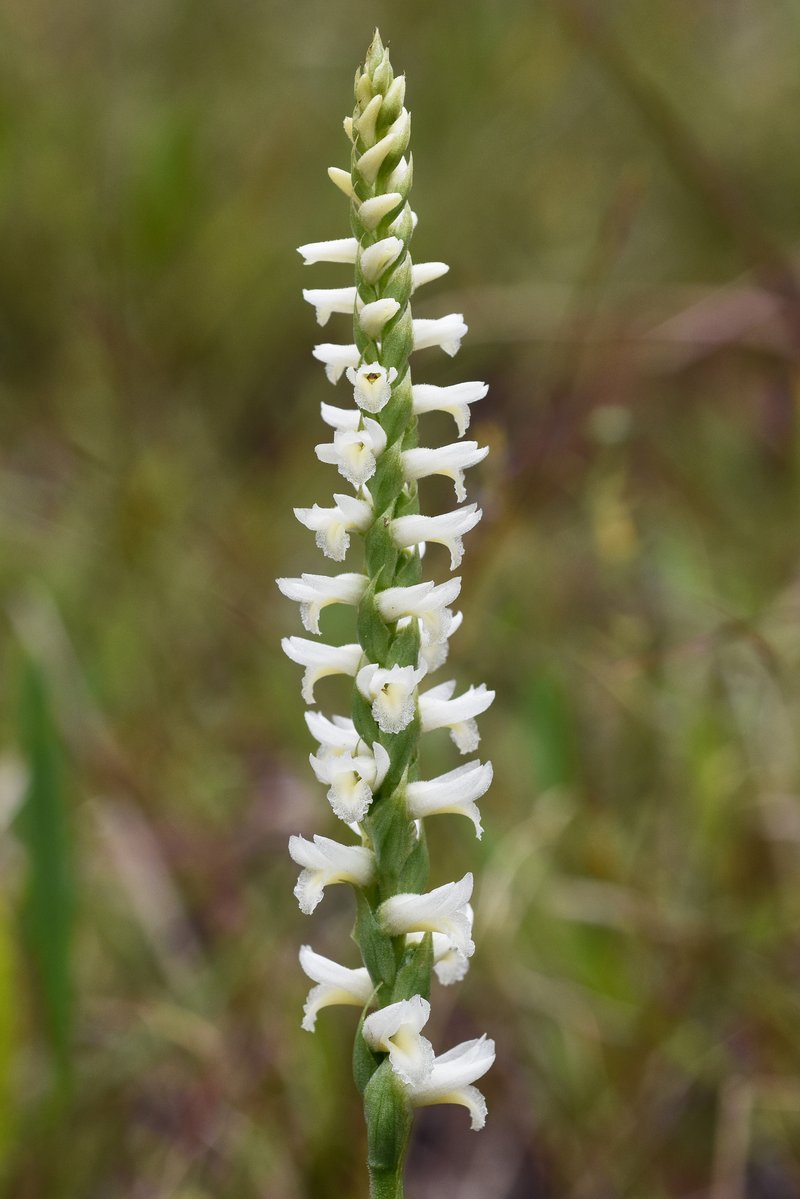 Great Plains Lady's Tresses