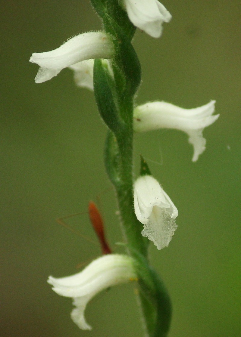 Spiranthes niklasii