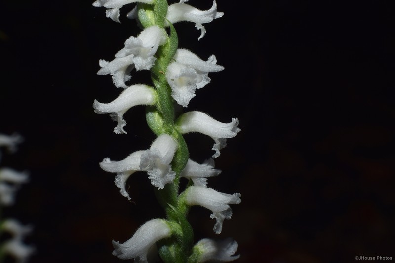 Spiranthes niklasii photo 2