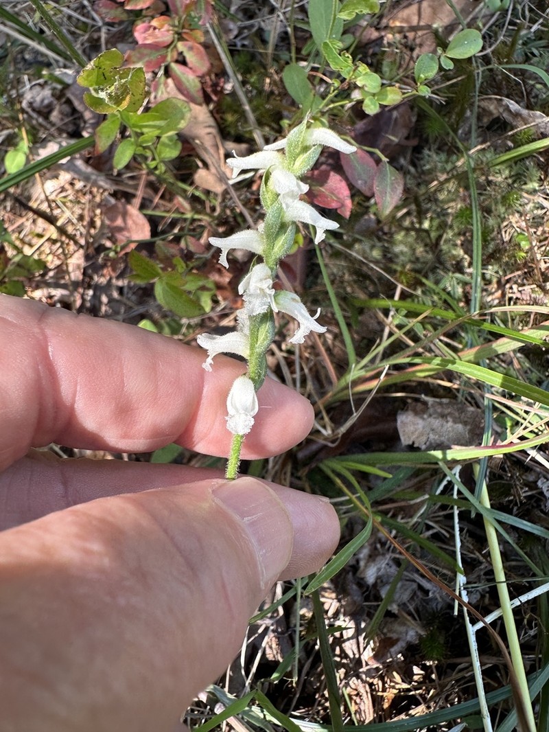 Spiranthes niklasii photo 3
