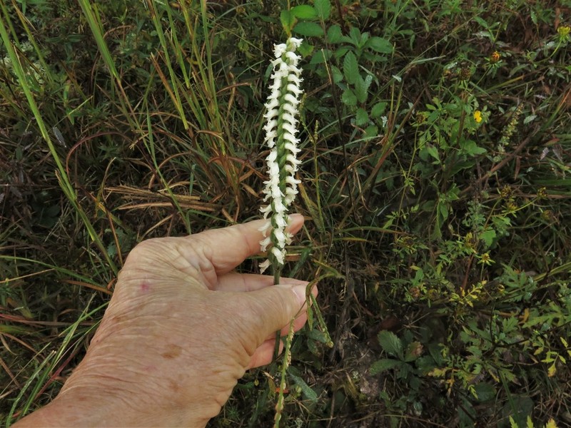 Spiranthes niklasii photo 5