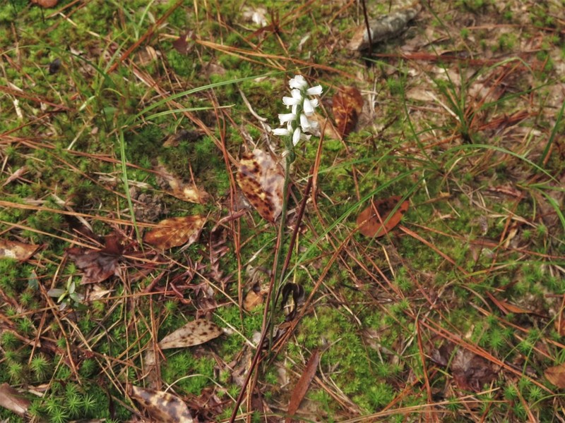 Spiranthes niklasii photo 6