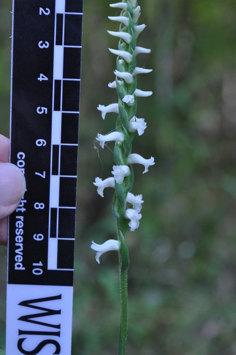 Spiranthes niklasii photo 7