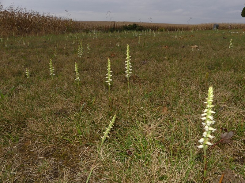 Yellow Nodding Lady's Tresses photo 2