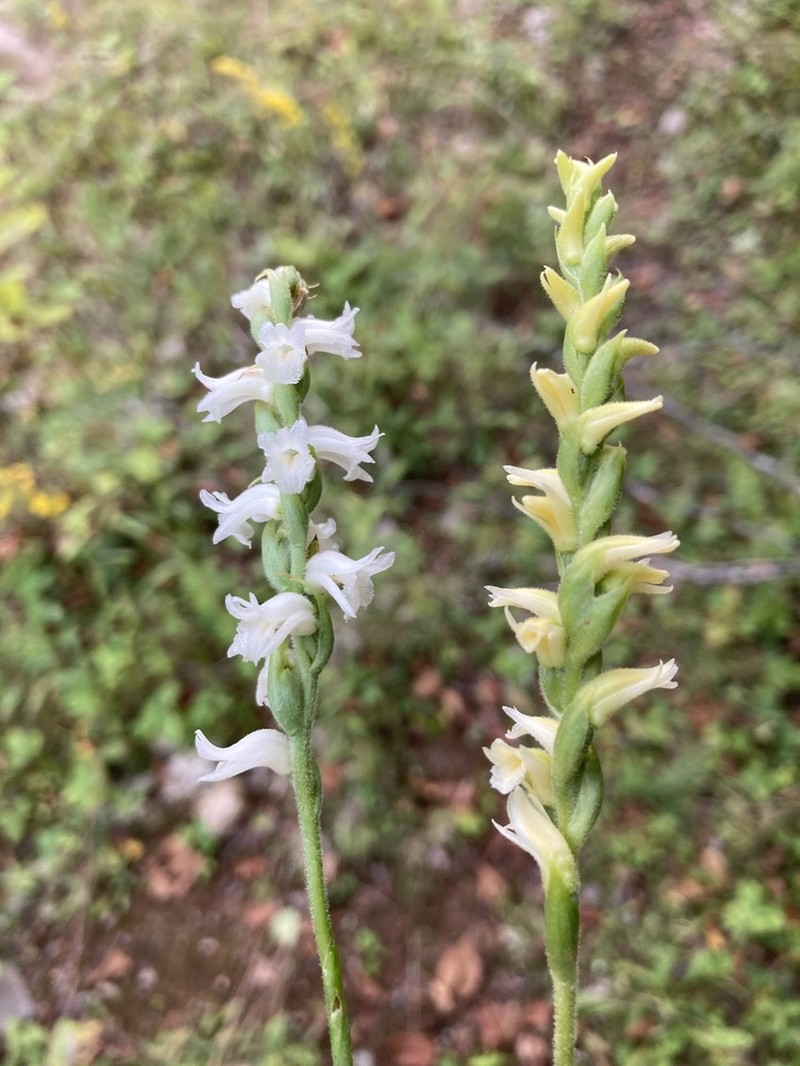 Yellow Nodding Lady's Tresses photo 3