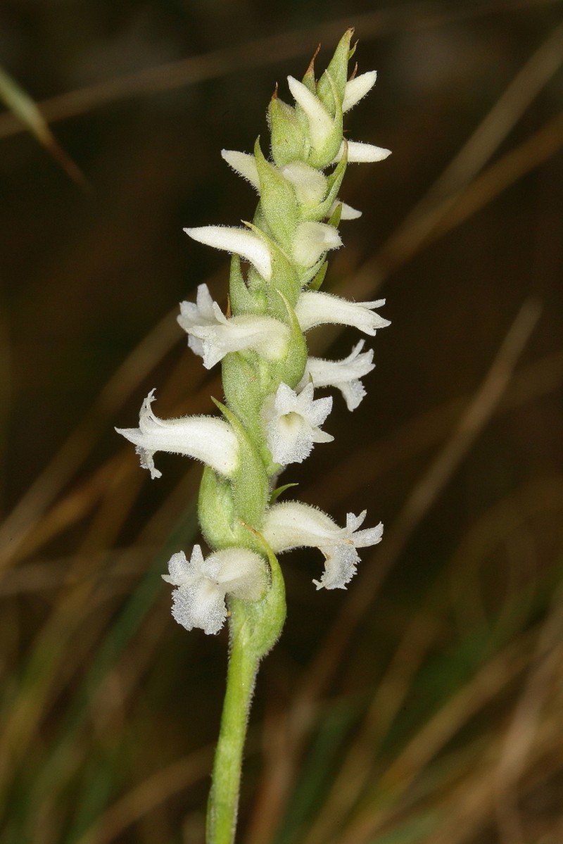 Yellow Nodding Lady's Tresses photo 4