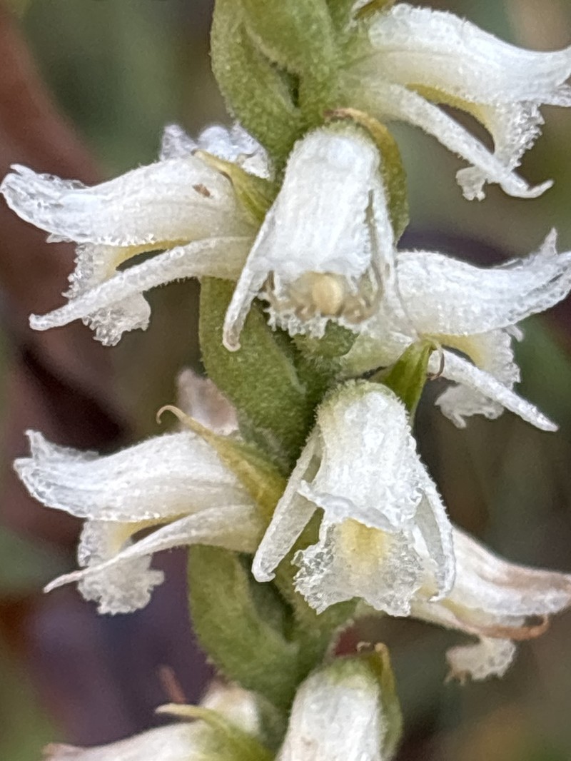 Yellow Nodding Lady's Tresses photo 5