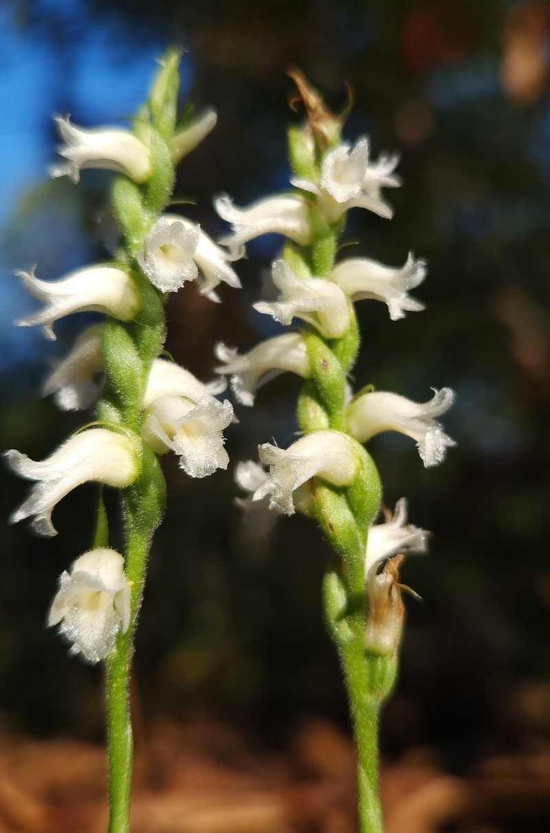 Yellow Nodding Lady's Tresses photo 6