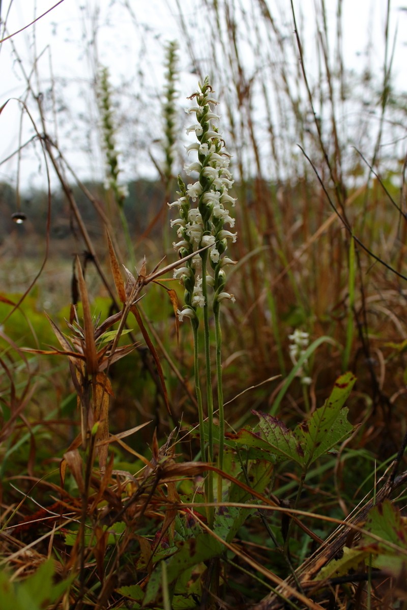 Yellow Nodding Lady's Tresses photo 7