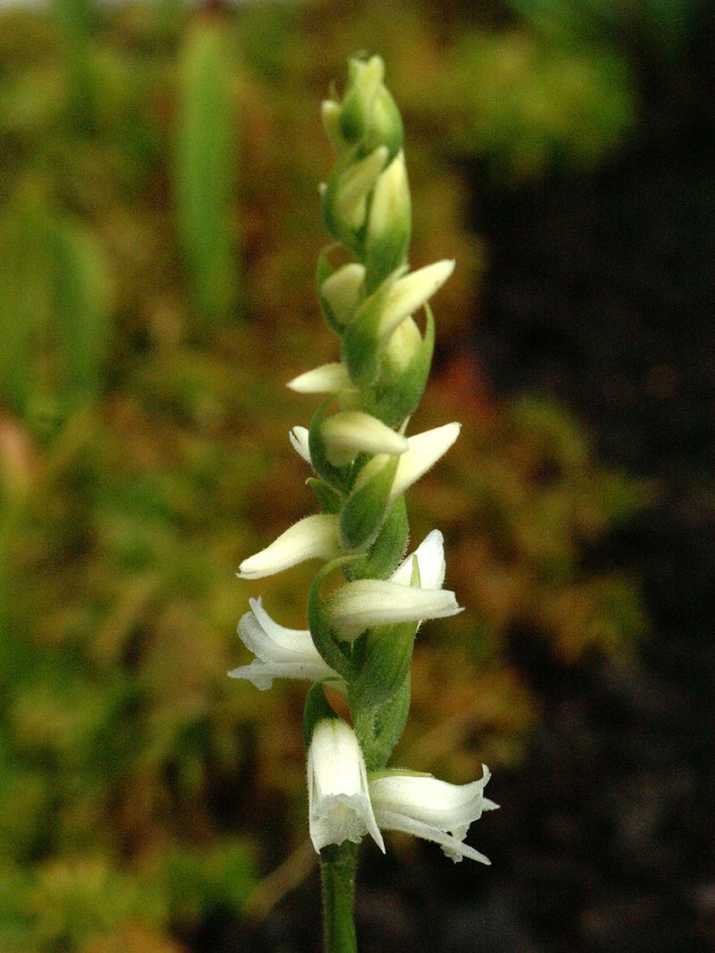 Yellow Nodding Lady's Tresses photo 2