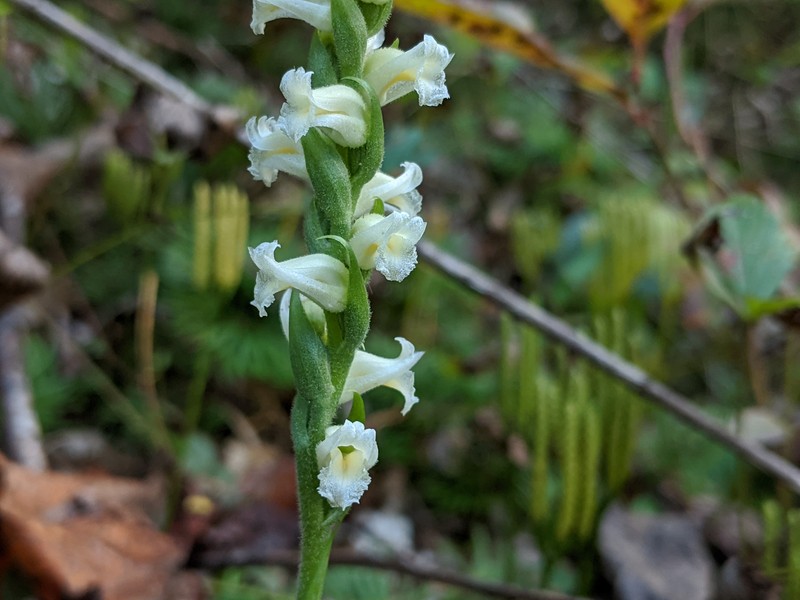 Yellow Nodding Lady's Tresses photo 3