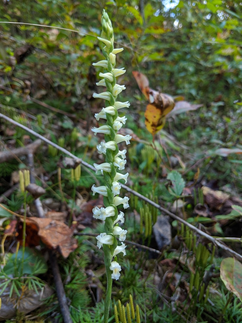Yellow Nodding Lady's Tresses photo 4