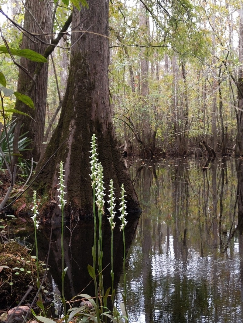 Marsh Lady's Tresses photo 3