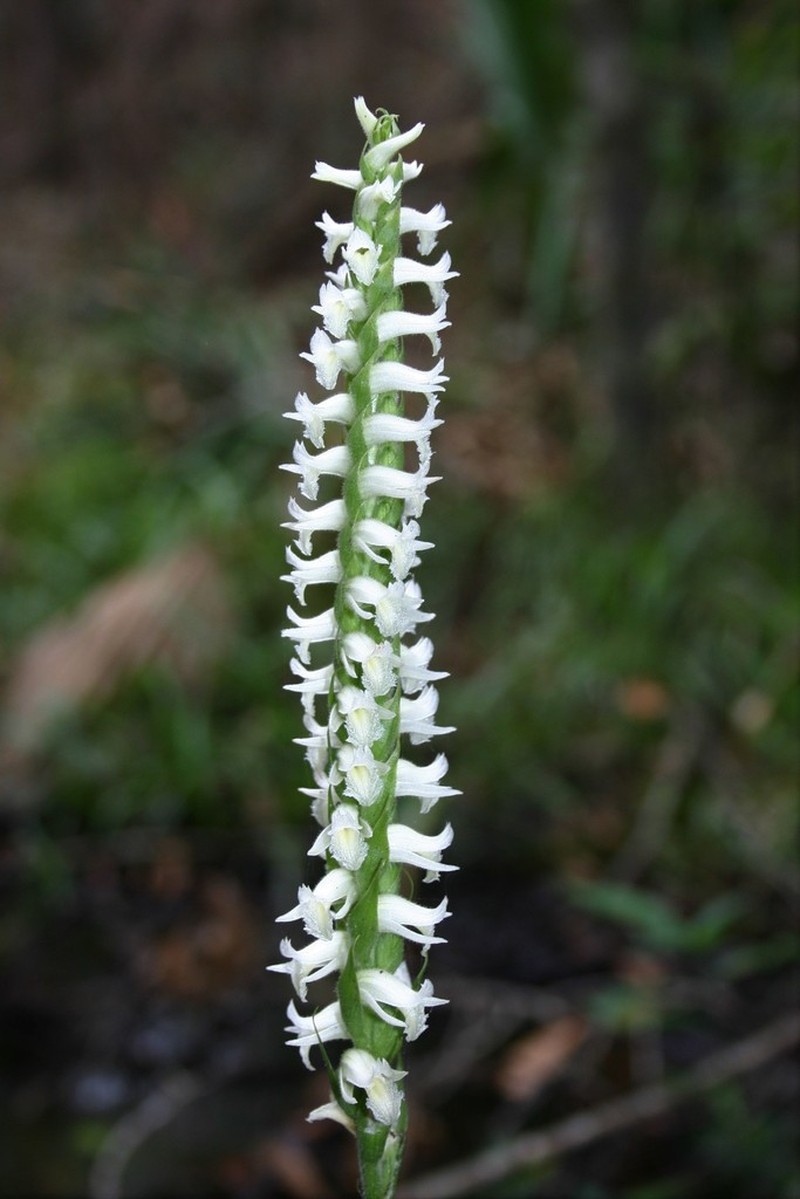 Marsh Lady's Tresses photo 4