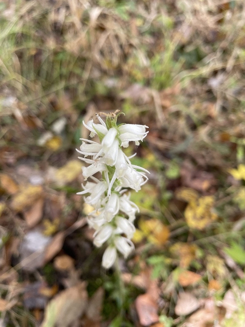 Marsh Lady's Tresses photo 5