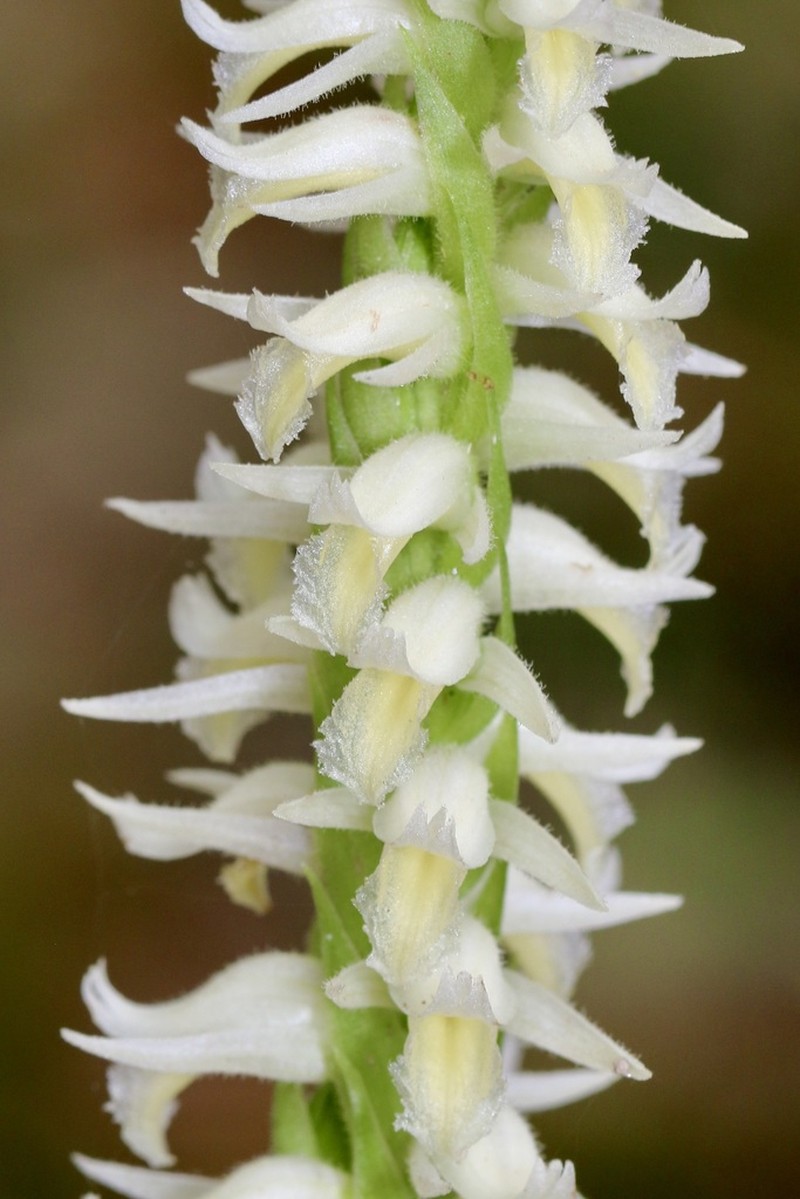 Marsh Lady's Tresses photo 6