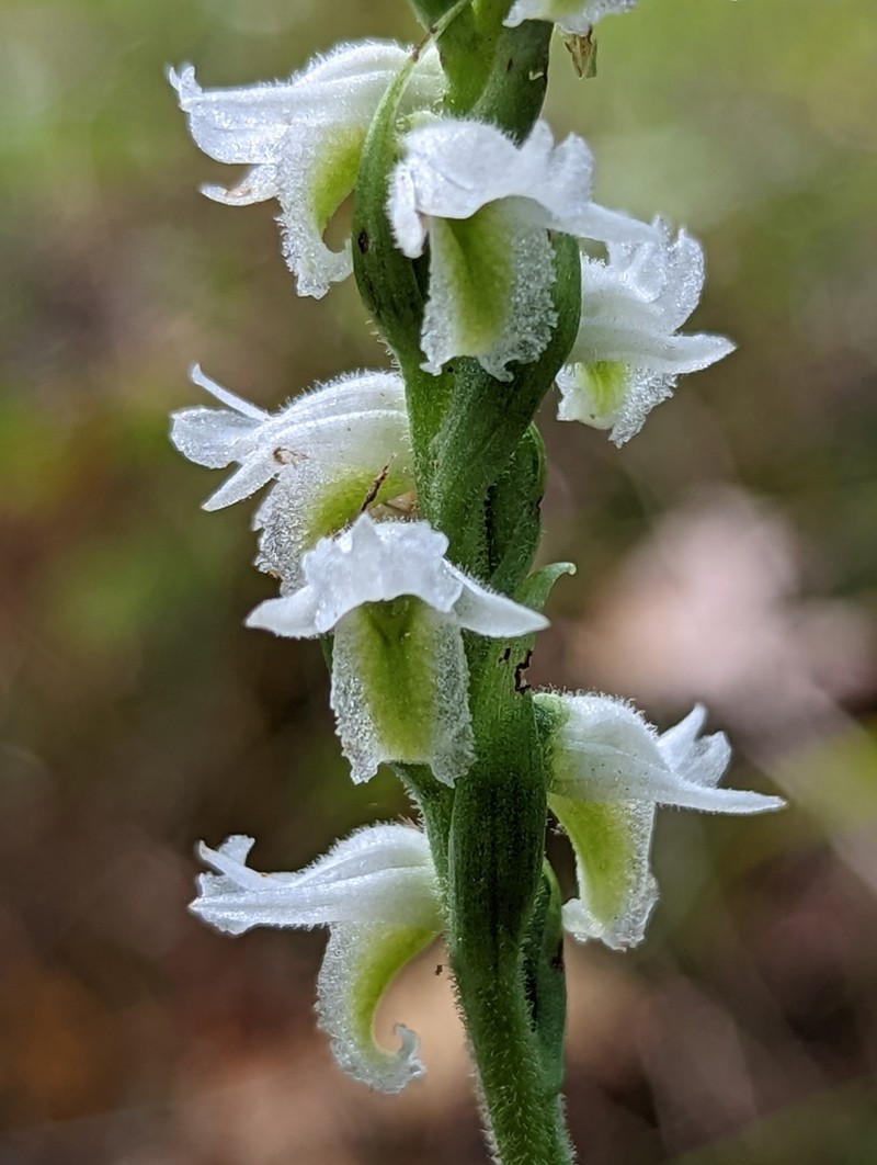 Marsh Lady's Tresses photo 7