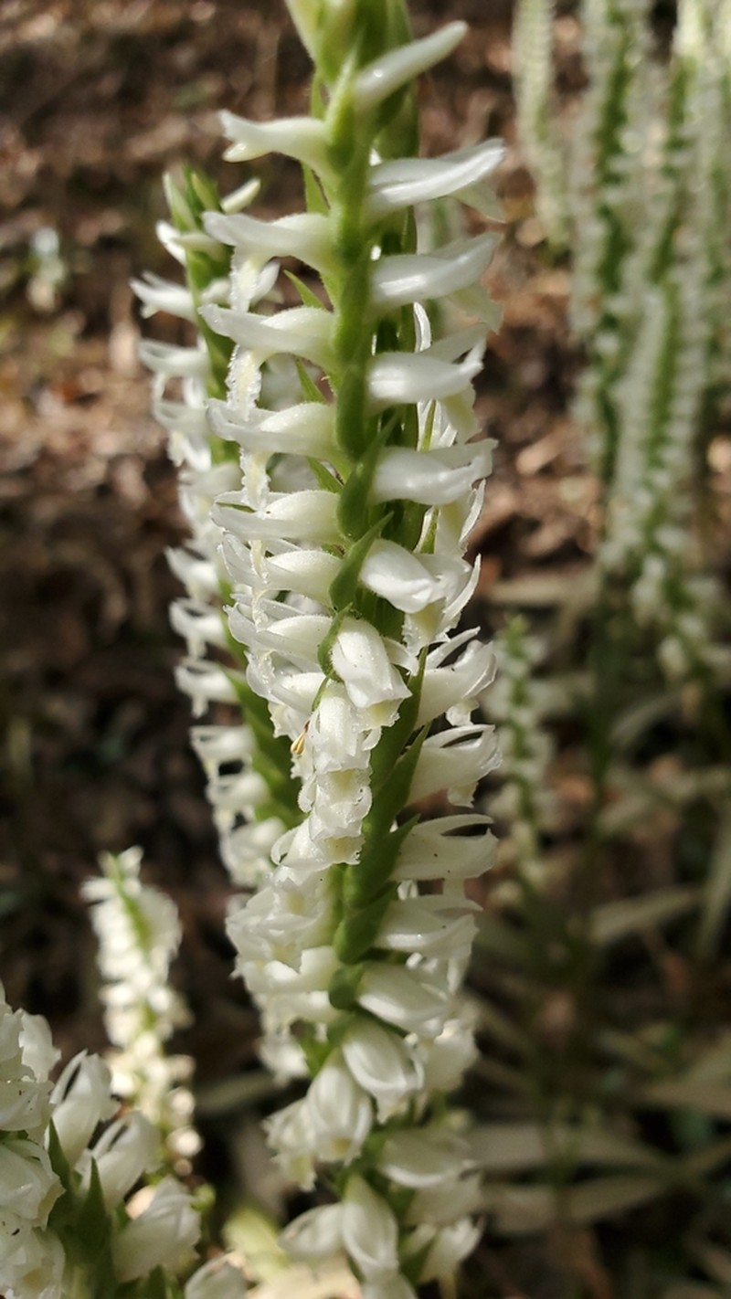 Marsh Lady's Tresses photo 8