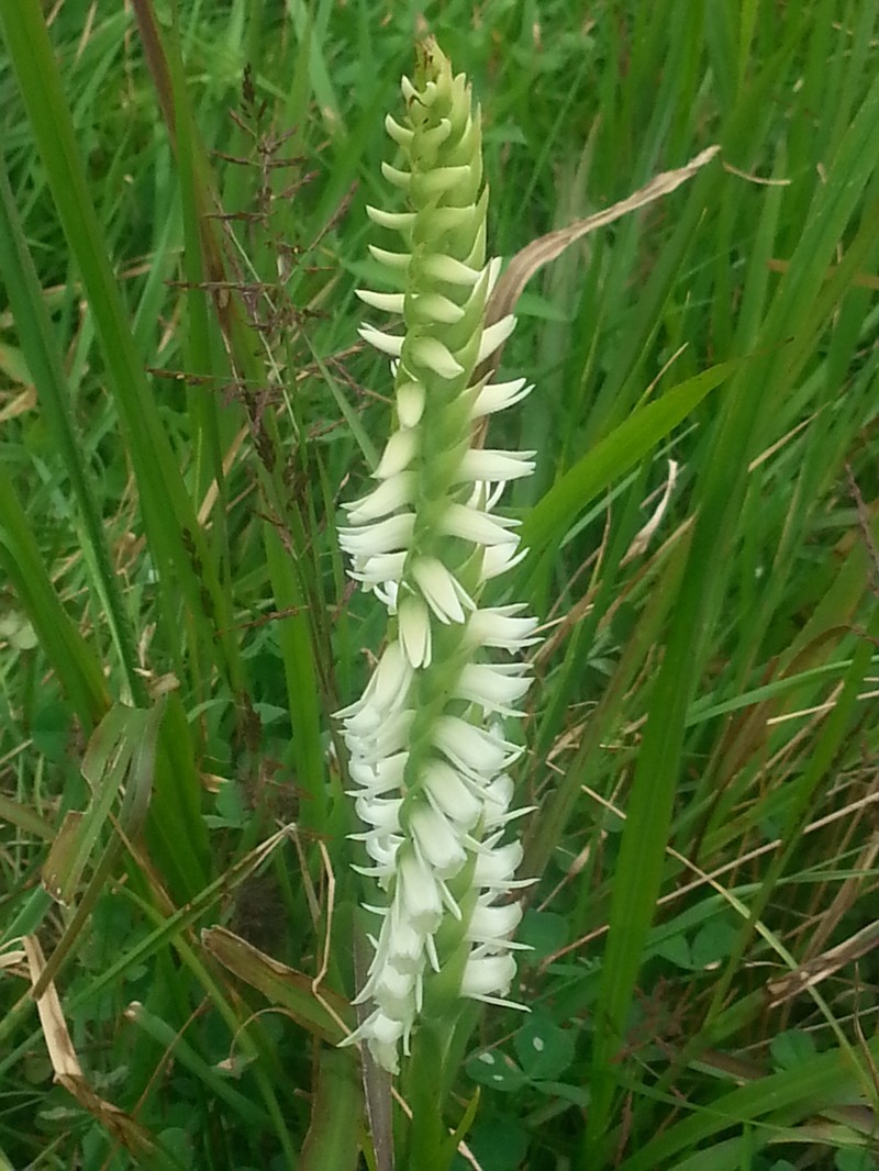Marsh Lady's Tresses