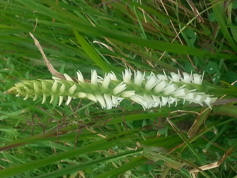 Marsh Lady's Tresses