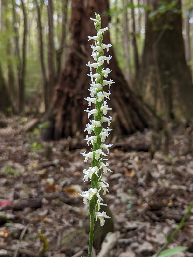 Marsh Lady's Tresses photo 2