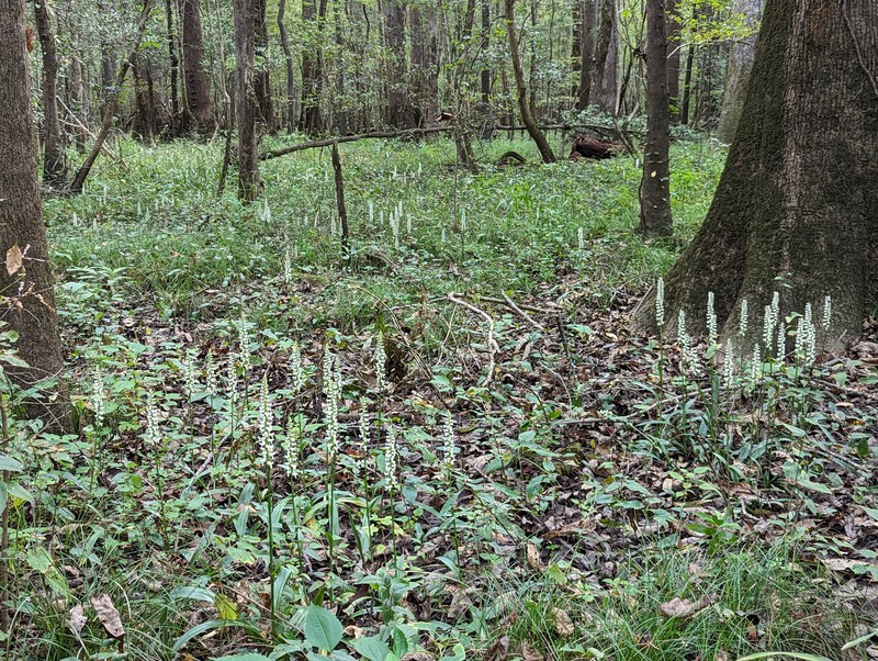 Marsh Lady's Tresses photo 3