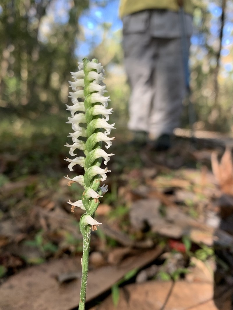 October Lady's Tresses photo 2