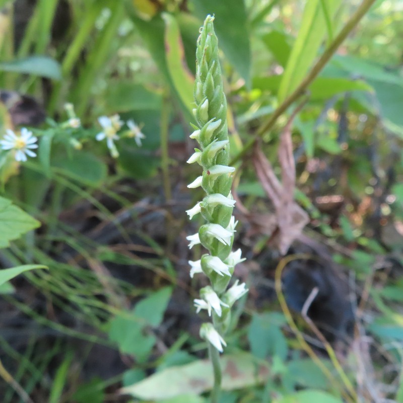 October Lady's Tresses photo 3