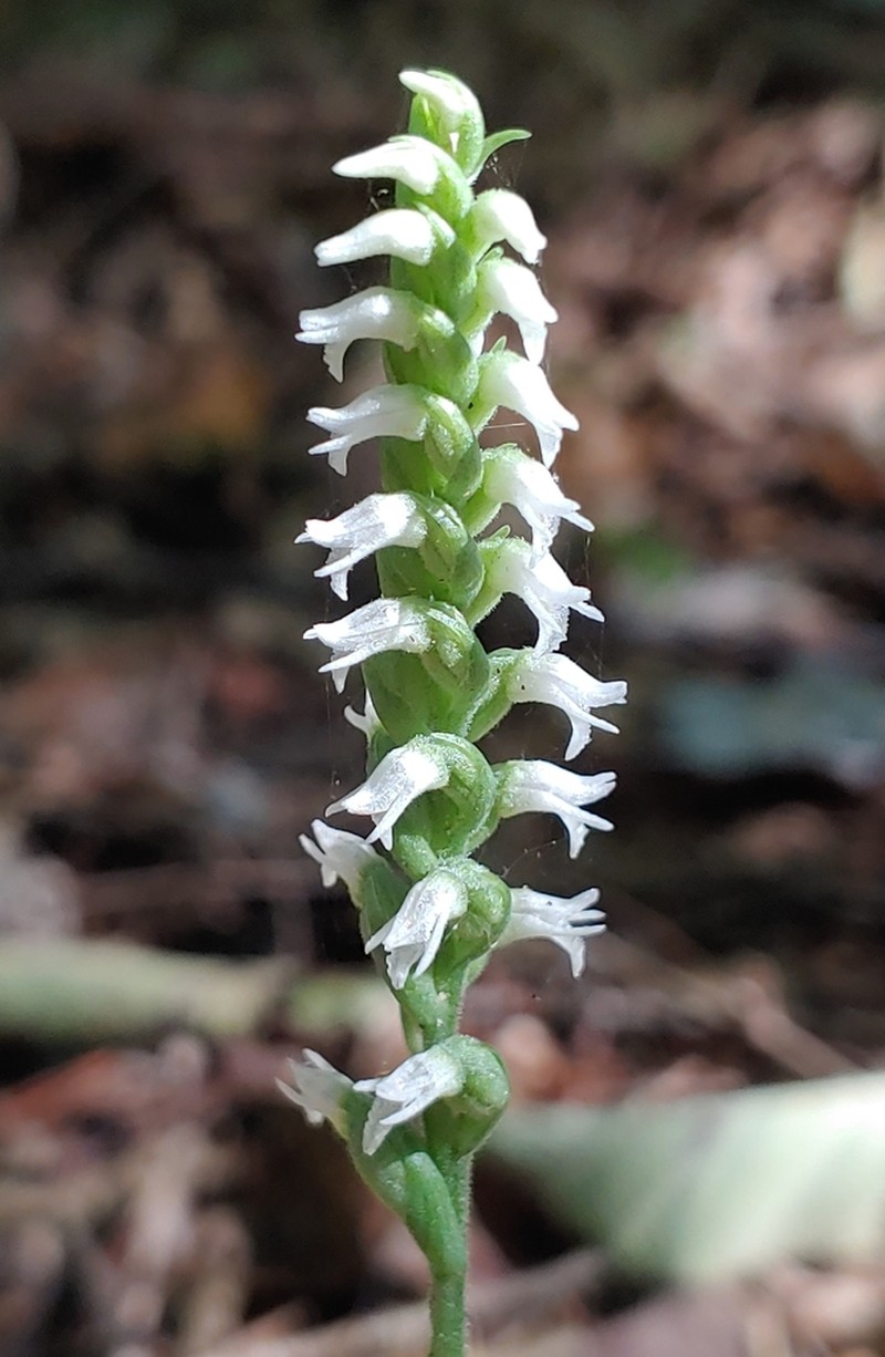 October Lady's Tresses photo 4