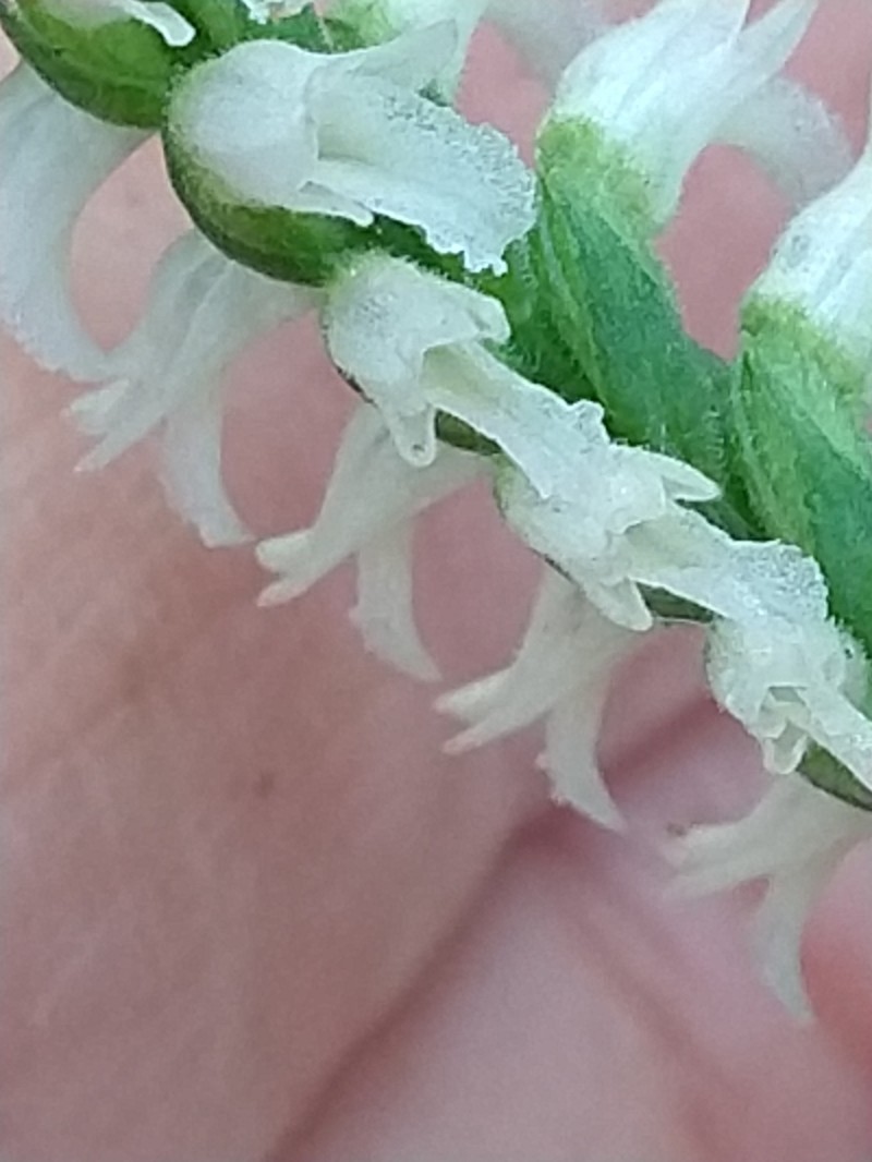 October Lady's Tresses photo 5