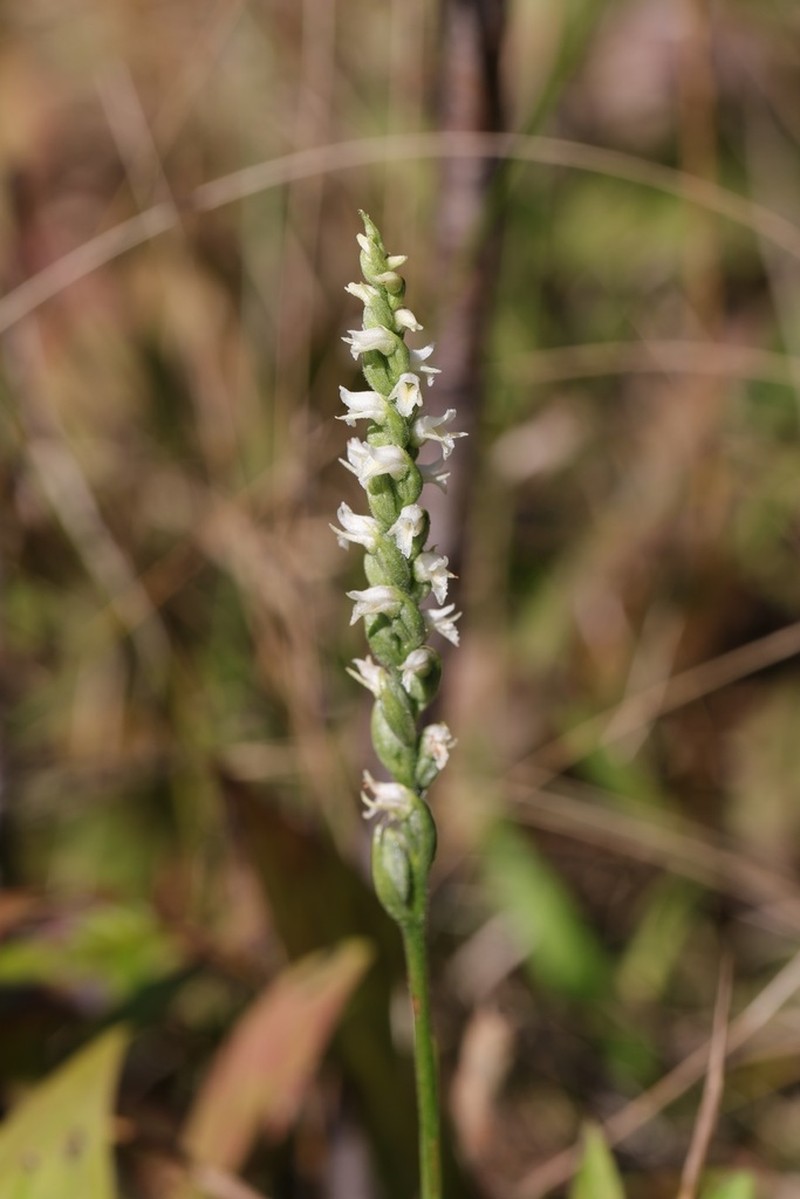 October Lady's Tresses photo 6