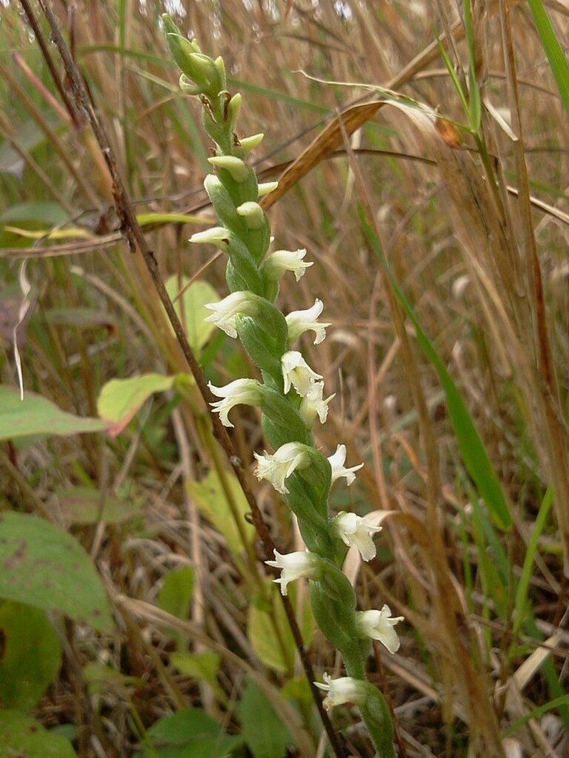 October Lady's Tresses photo 7