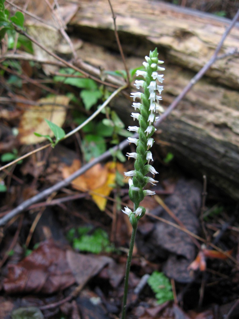 October Lady's Tresses
