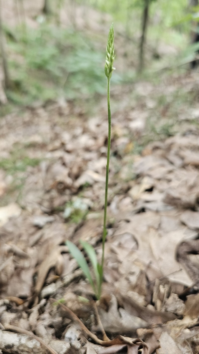 Spiranthes ovalis var. erostellata